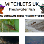 #30DaysWild Day 6 – Freshwater Fish